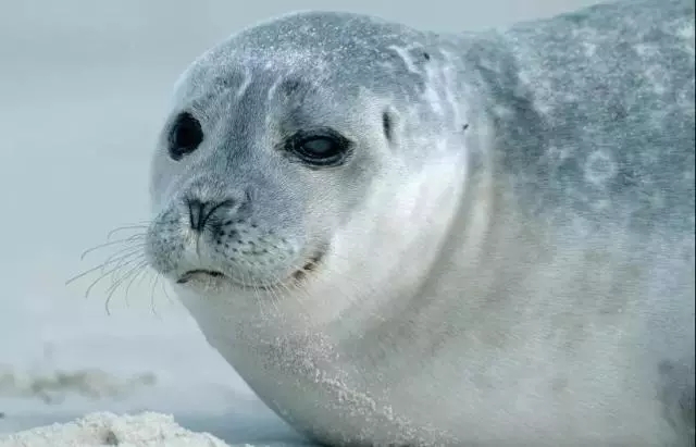 2022西安华夏文旅免费门票预约,西安曲江和华夏哪个海洋公园好