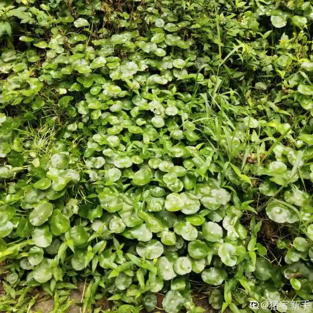 天竺葵怎么扦插容易成活图片,冬季天竺葵扦插怎样成活率高