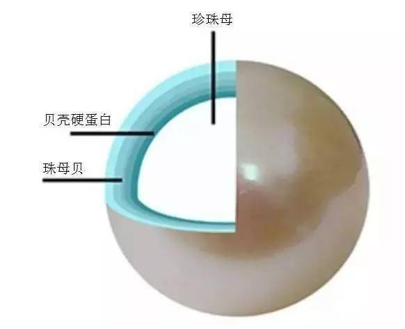 真珍珠和假珍珠的区别在哪里,真珍珠和假珍珠有什么区别