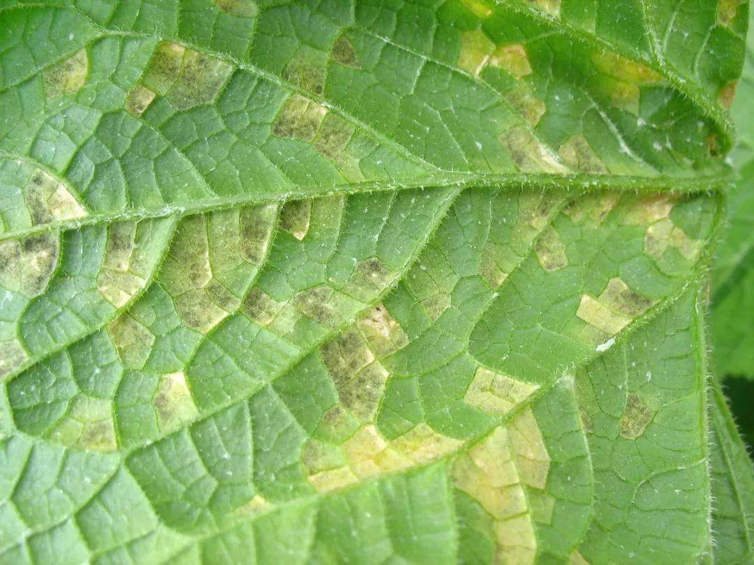 黄瓜霜霉病需要高温闷棚多少度,黄瓜霜霉病能高温闷棚吗