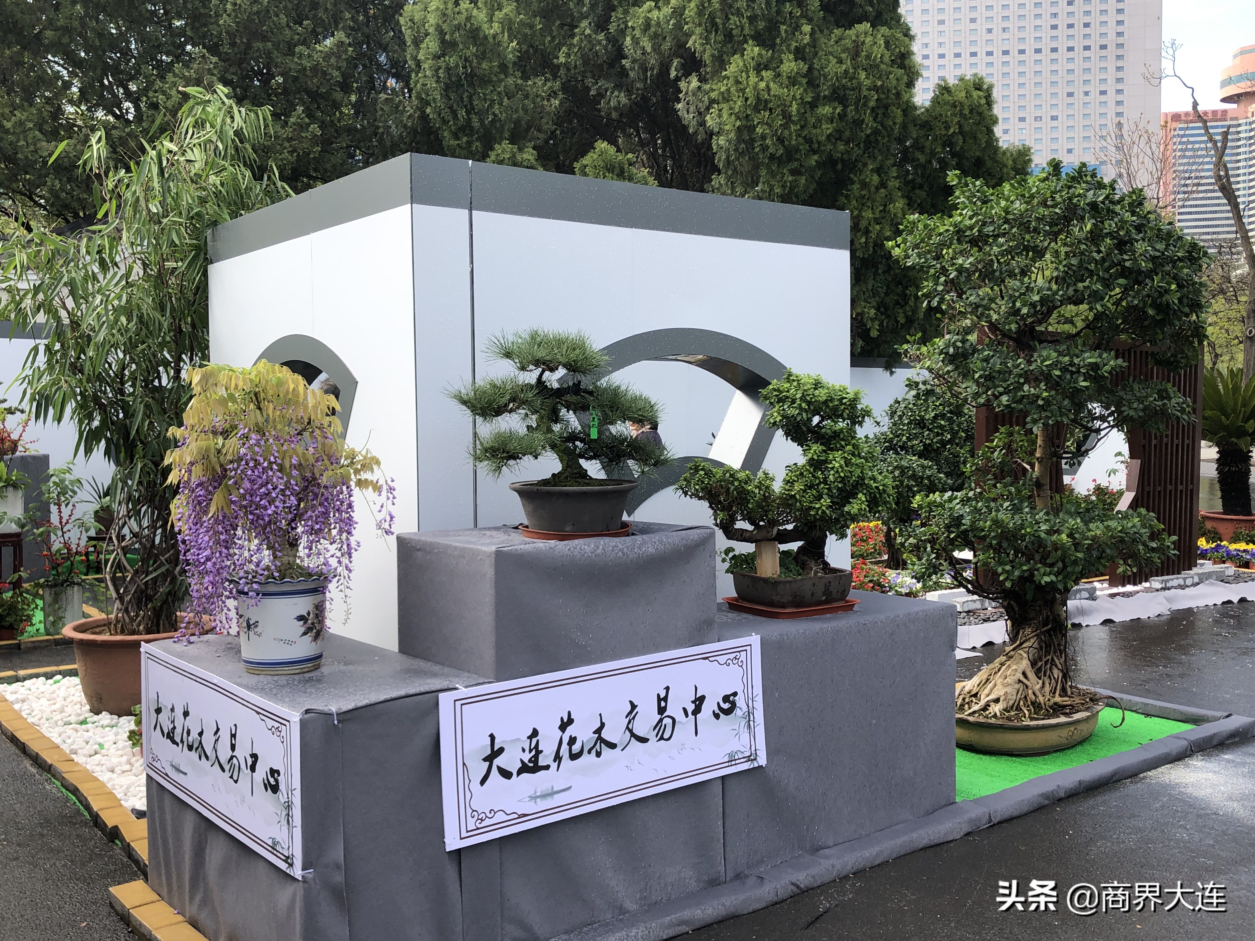 大连花卉展览会在哪里,大连花木公司直播