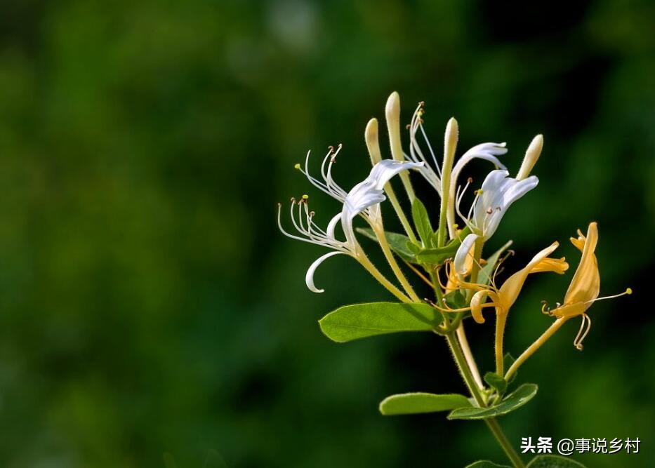 金银花种植技术与栽培管理,金银花种植技术及施肥方法
