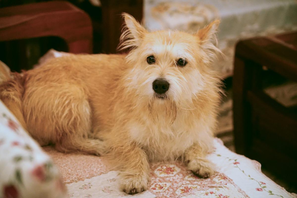 狗狗总是像很热一样喘是怎么回事,狗狗总是喘粗气是怎么回事