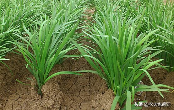种植韭菜需要滴灌带吗,种植韭菜需要大量浇水吗