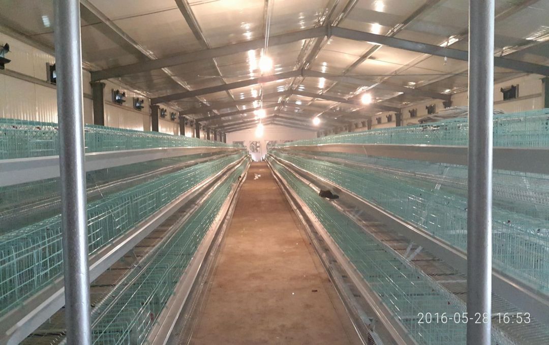 全国蛋鸭品种存栏,2024年蛋鸭存栏