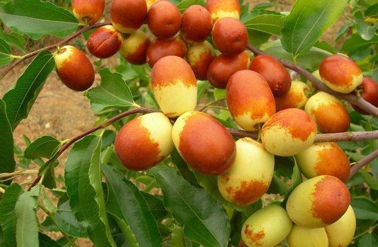 大荔冬枣种植成本及利润,冬枣亩收入