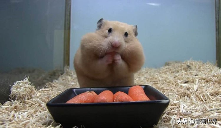 为什么仓鼠吃的东西那么少,仓鼠为什么把嘴里的东西拿出来吃
