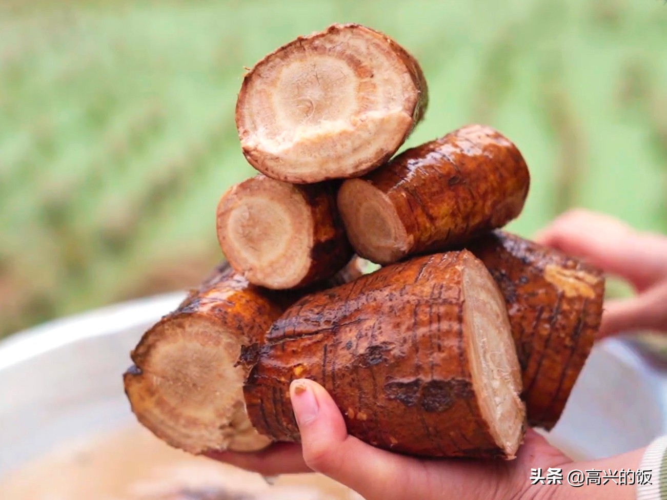 葛根在美国食用,葛根在美国泛滥成灾