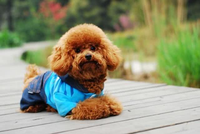 有哪些热门宠物狗,最好养的四种宠物狗