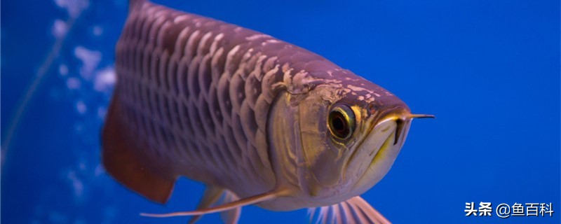 龙鱼掉眼手术后几天能恢复,侧灯怎么摆放可以防止龙鱼掉眼