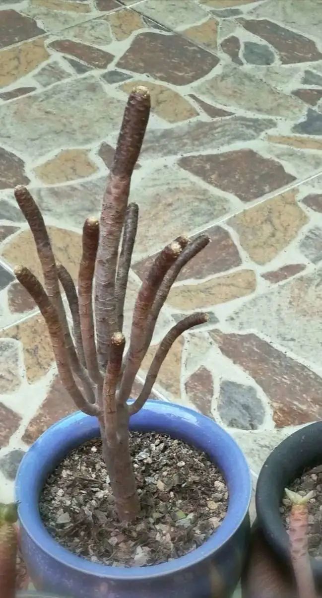 适合从小养到大的多肉,由小到大由浅入深