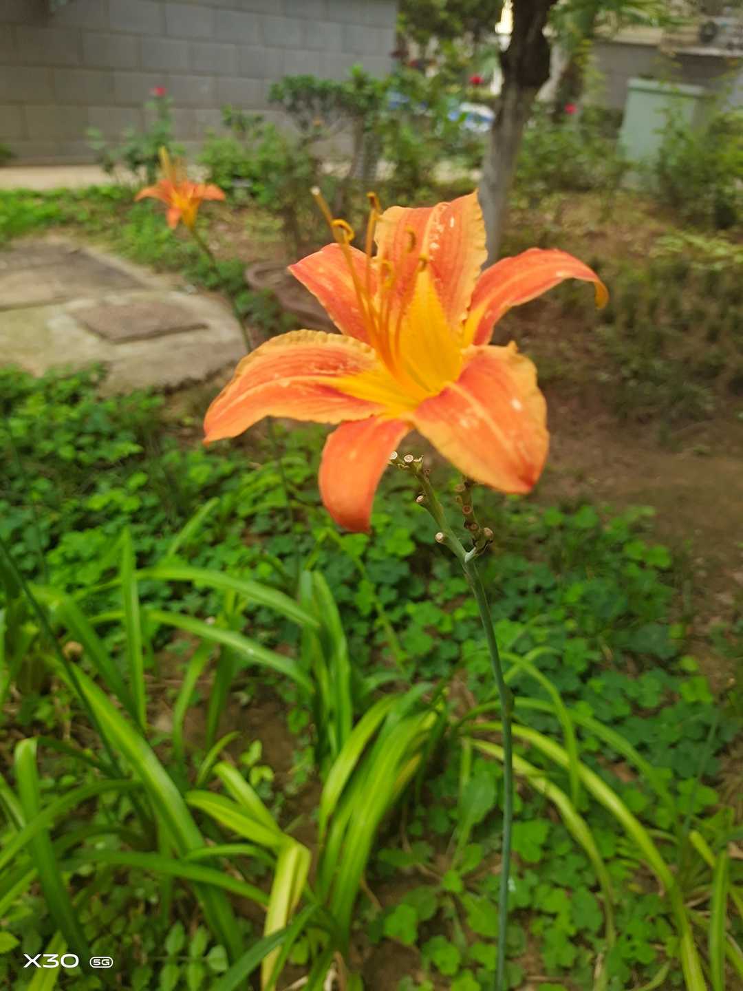 楚楚动人的黄花菜,优雅的黄花菜