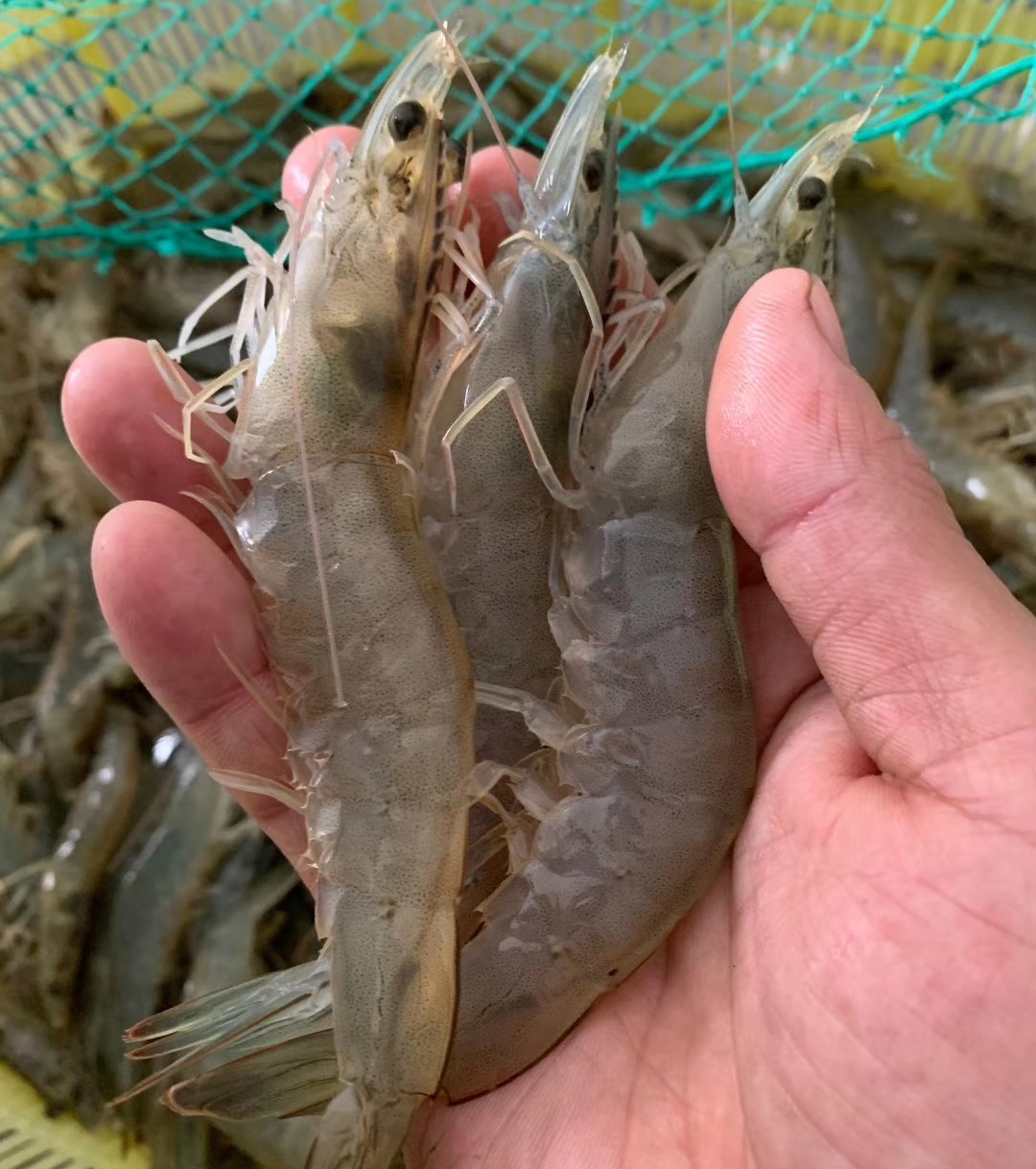 养殖南美白对虾如何调节水质,南美白对虾养殖过程中的水质管理