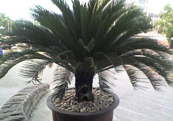 铁树怎么养长枝条,铁树怎么养殖才能养好