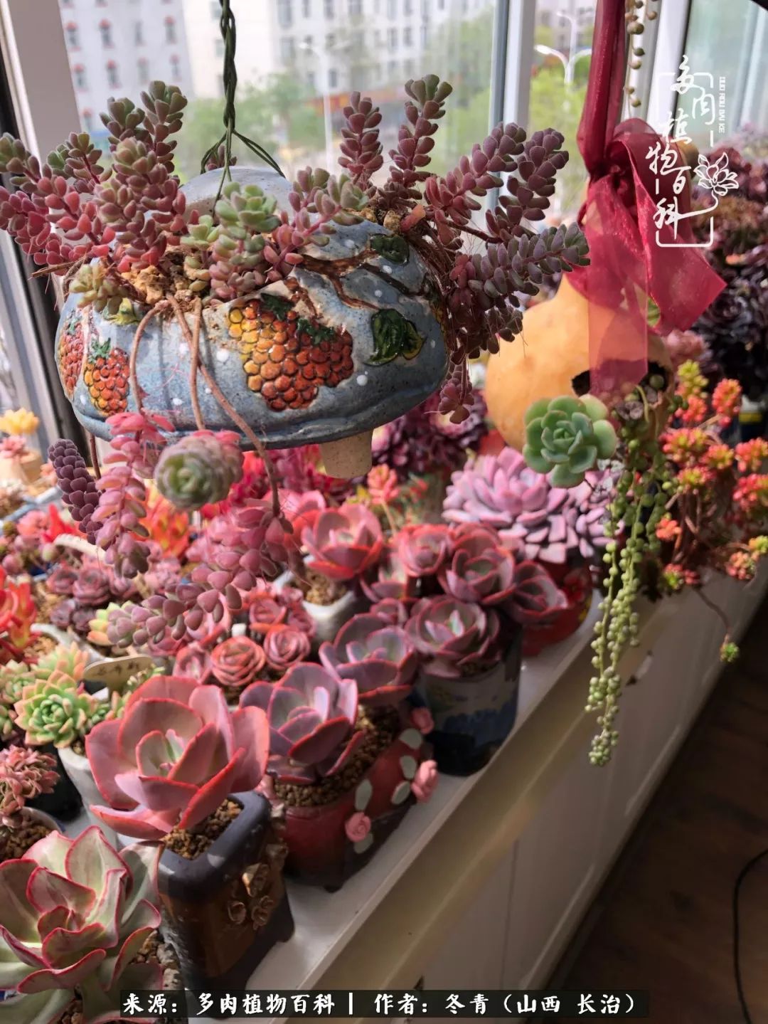 新手养多肉知道这4点打好基础,阳台上养多肉的正确方法