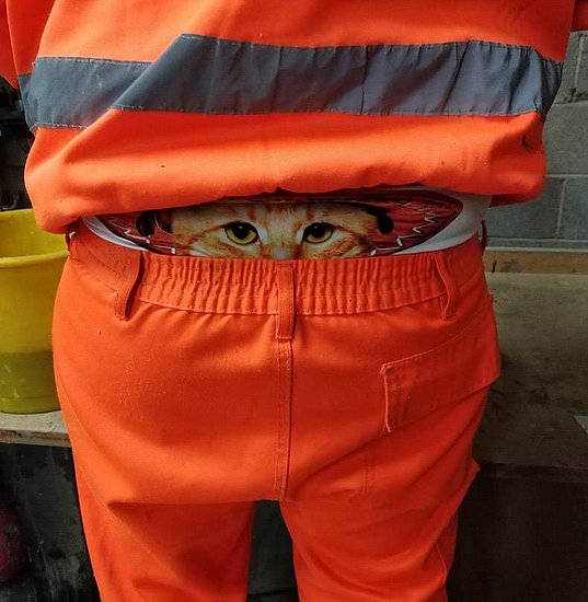 宠物囧图,宠物恶搞图