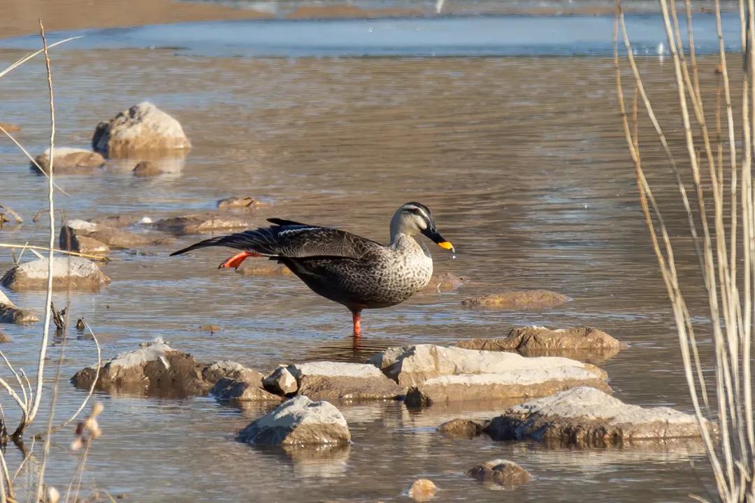 涂上黄色的“润唇膏”，TA就是野鸭中最靓的仔