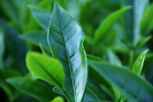 无与伦比的兰花香，低迷的铁观音，茶叶王国里铁观音的兴衰成败