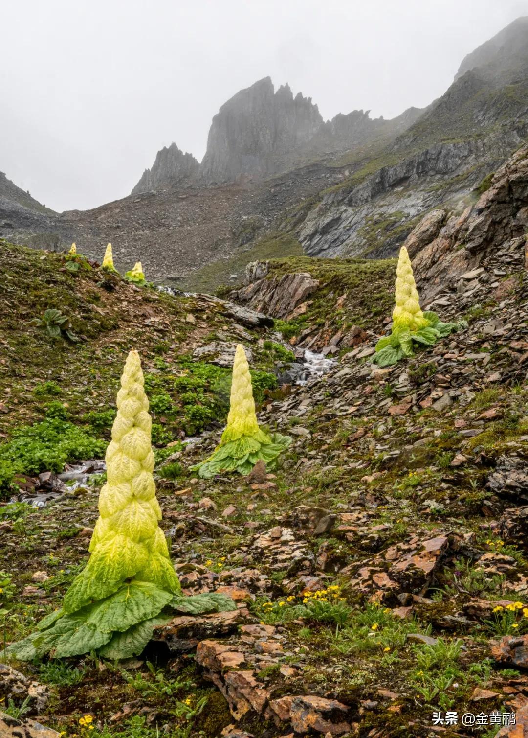 为什么云南女人长相好看,云南真的很漂亮吗