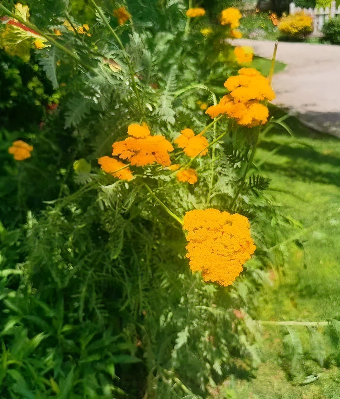 观花草本植物推荐,最具观赏性的观叶植物