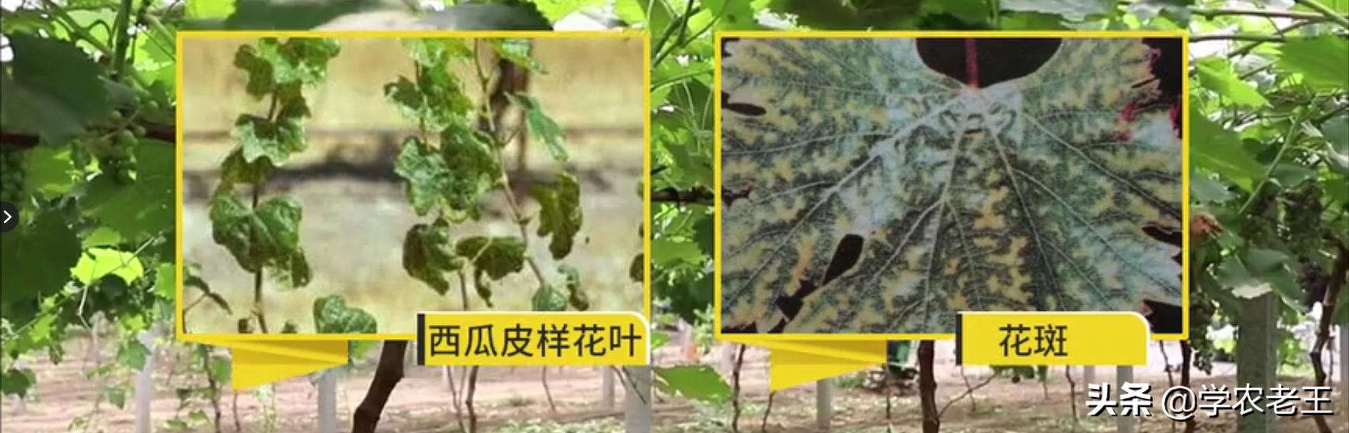 巨峰葡萄为什么容易掉粒,巨峰葡萄串型小怎么回事