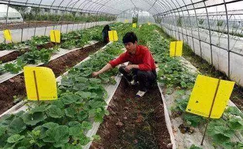 五种常见的杀虫剂介绍视频讲解,杀虫剂科学使用指南第2版