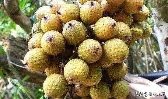 星月菩提108怎么挑选最好,500星月菩提手串怎么挑选