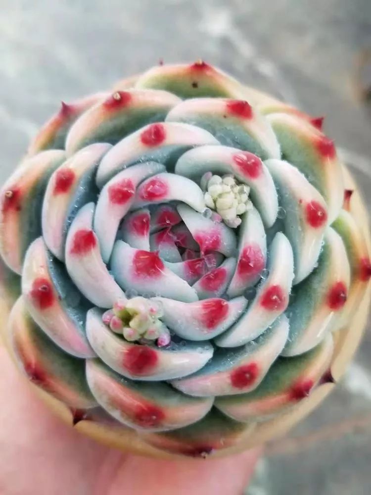 爱机车,爱多肉,宝妈花姐的诗和远方