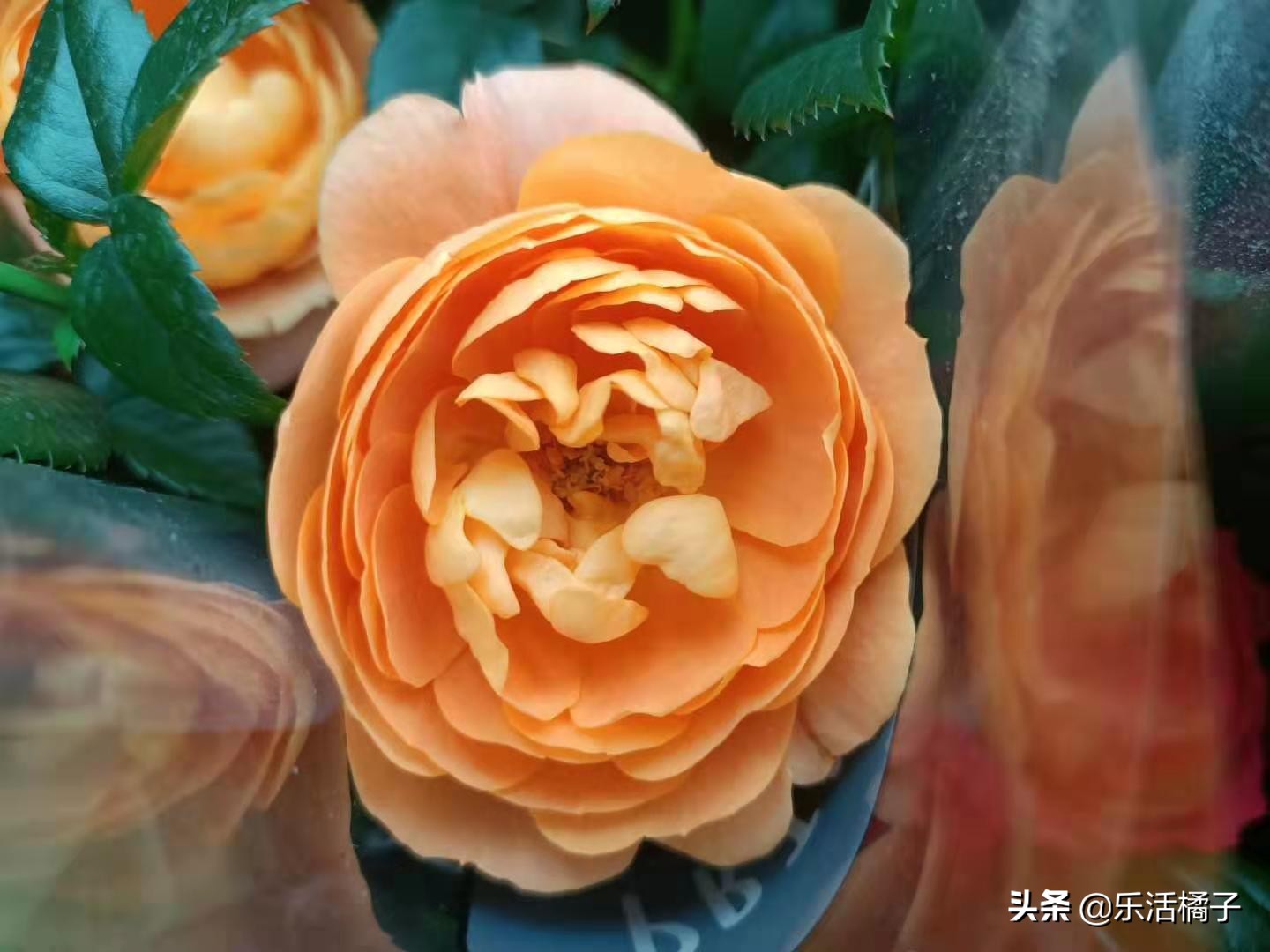 适合新手种的月季玫瑰,真正的玫瑰跟月季花的区别