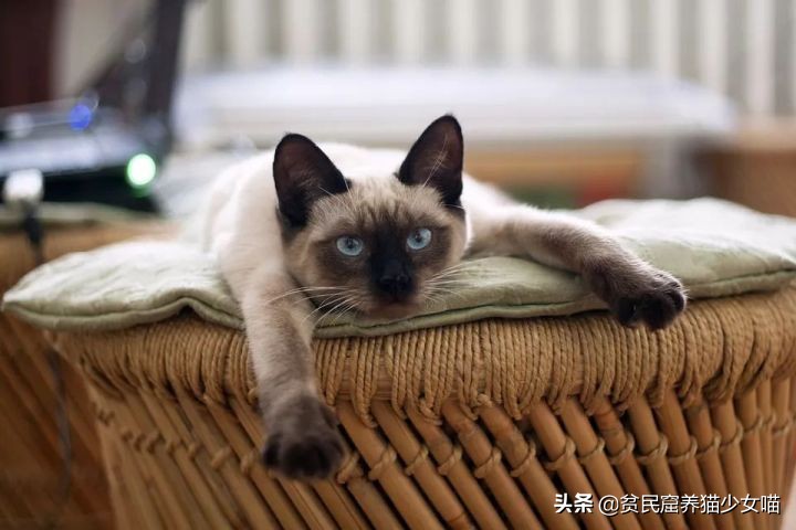 猫咪黑下巴抹红霉素软膏还是眼膏,猫咪黑下巴到底怎么治