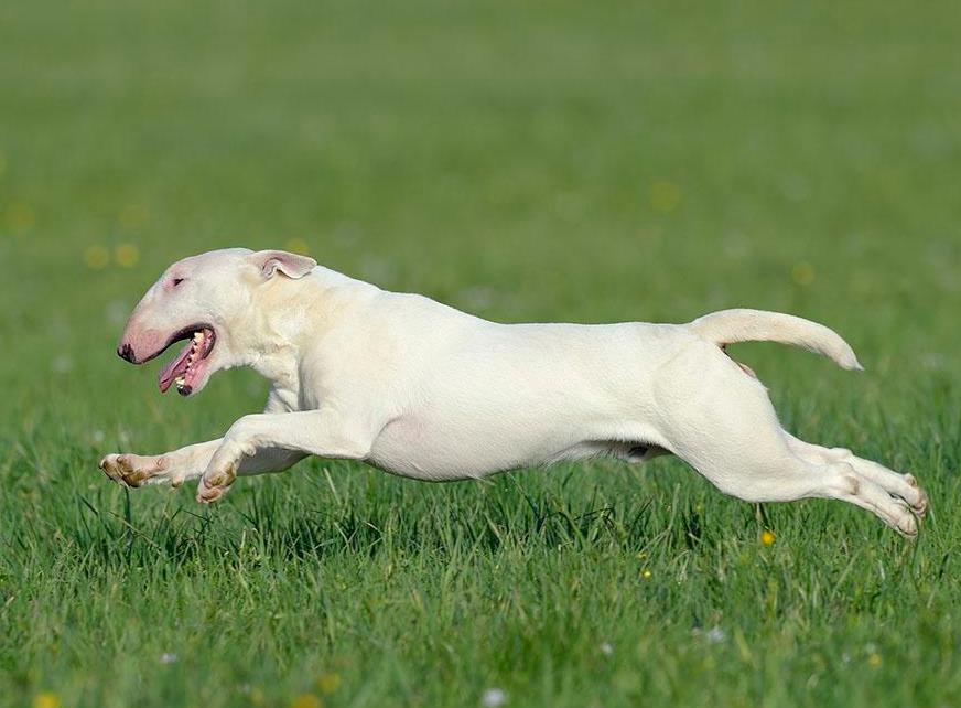 牛头梗好养吗容易病吗,牛头梗好养吗有没有体味