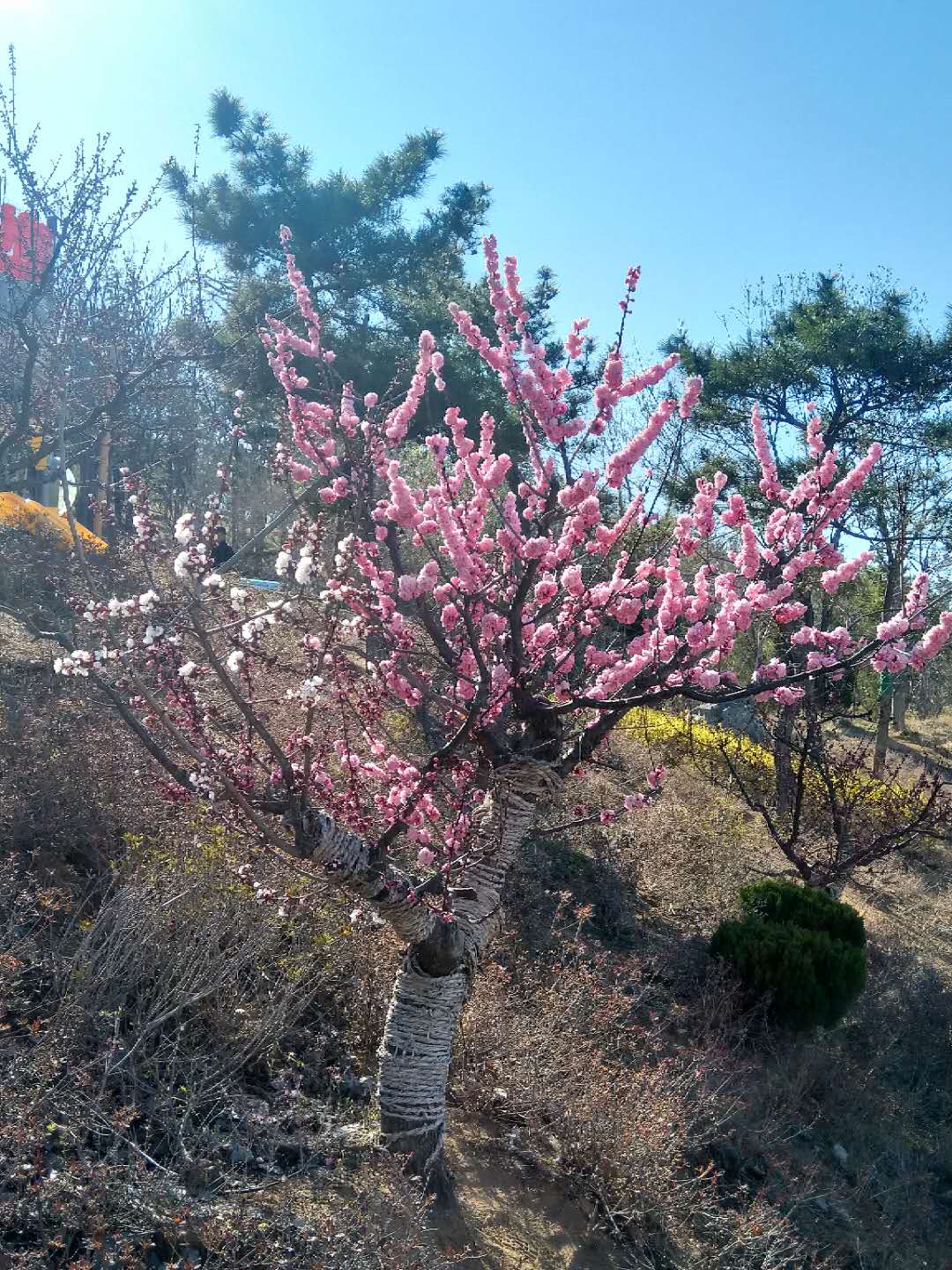 如何用喜马拉雅赚钱1万以上,喜马拉雅fm如何赚钱