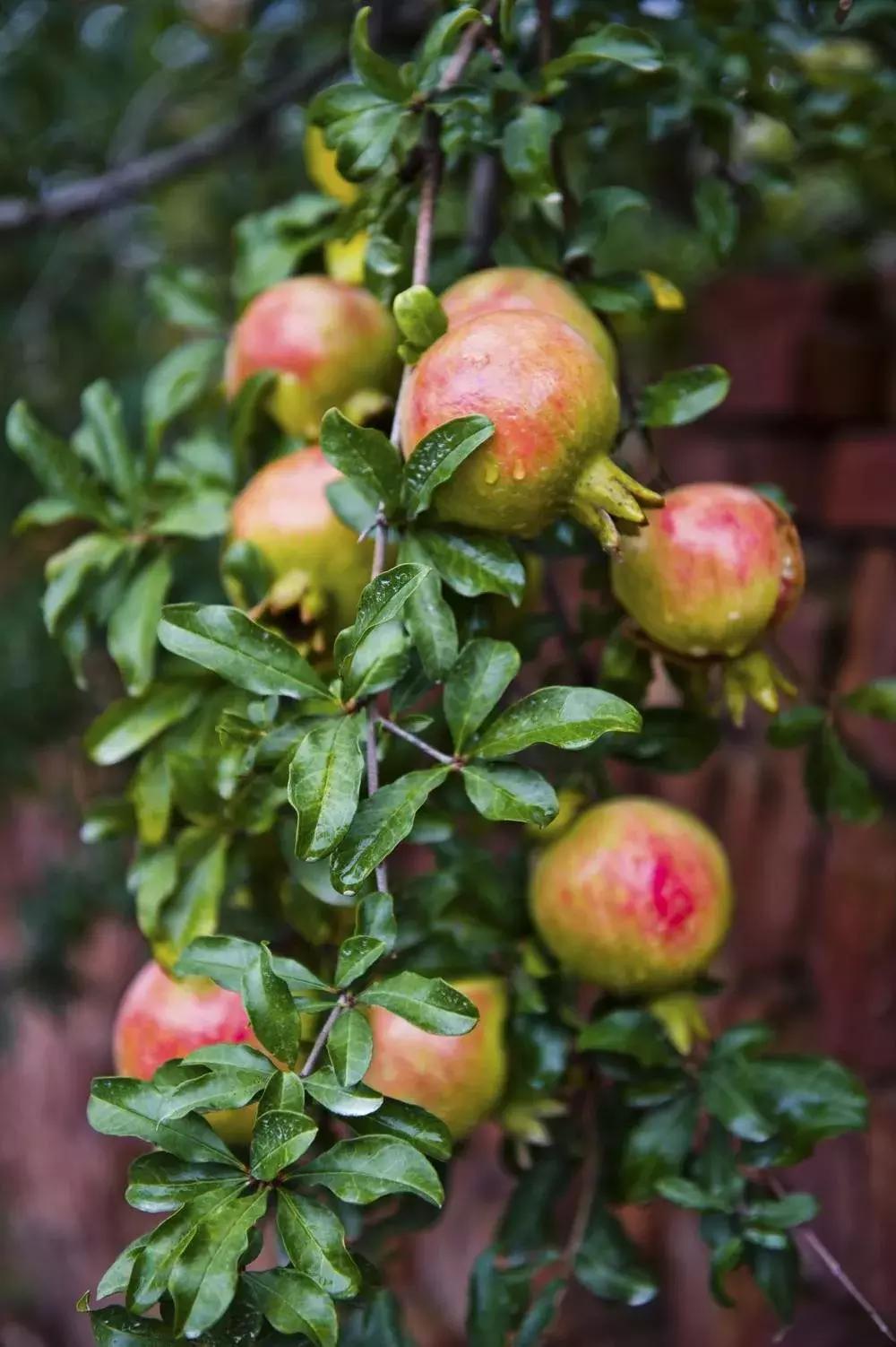 超详细合肥农交会,合肥农交会免费观展