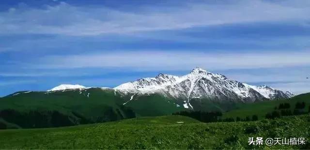 伊犁可克达拉草原,伊犁草原之旅