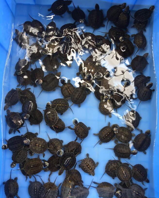 黑颈龟现在什么价格,黑颈龟历年价格走势