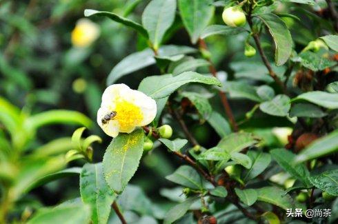 诚壹科普：山茶花树，茶叶树，茶油树傻傻分不清楚？关注我不迷路