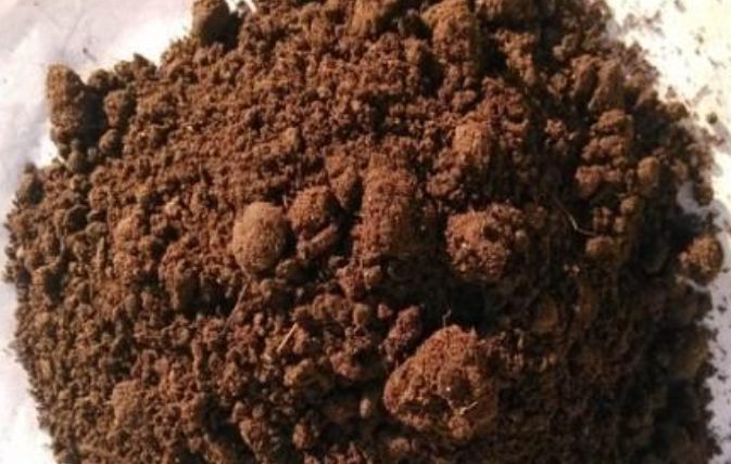 普通绿萝能养成大叶绿萝吗图片,小叶绿萝爬柱可以长成大叶绿萝吗