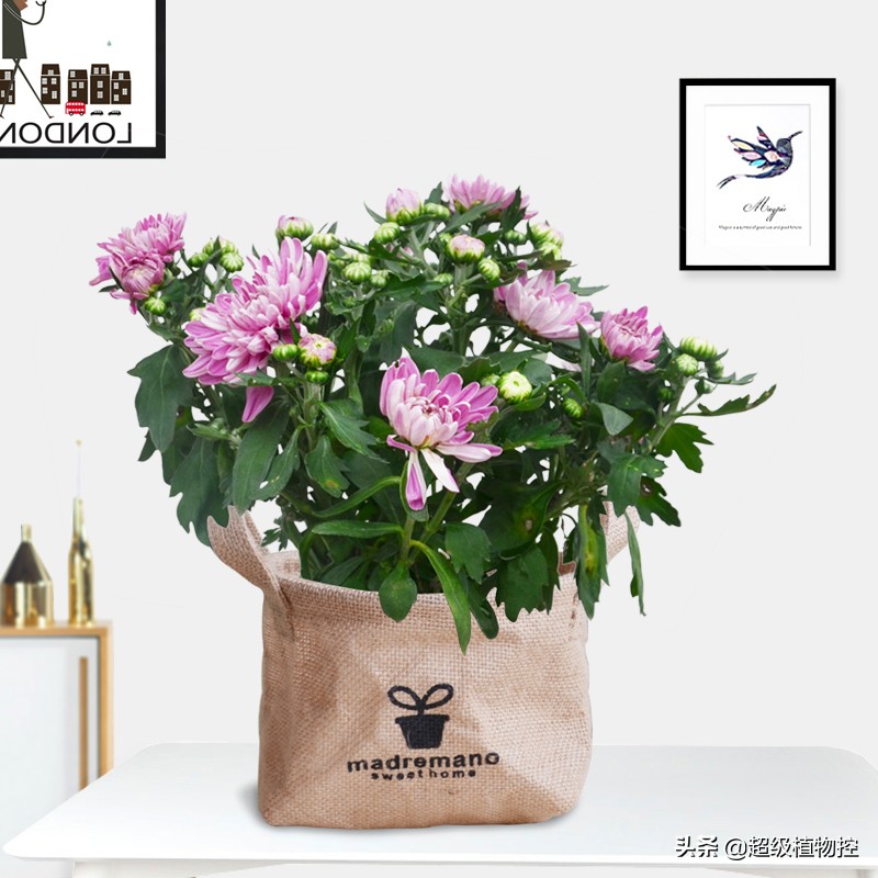 四季开花的香花植物,列举6种香花植物