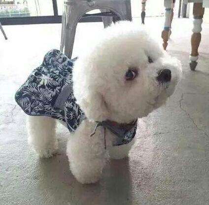 比熊犬毛太稀太软怎么办,比熊犬泪痕预防方法有哪些