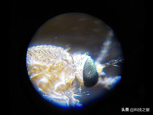 日本手持式显微镜100倍,日本肯高显微镜