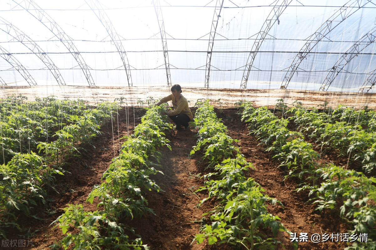 种菜招小虫子怎么办,种菜治虫好方法
