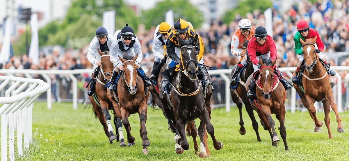 马掌为什么要钉马蹄而野马不用,马为什么要钉马蹄铁而野马不用