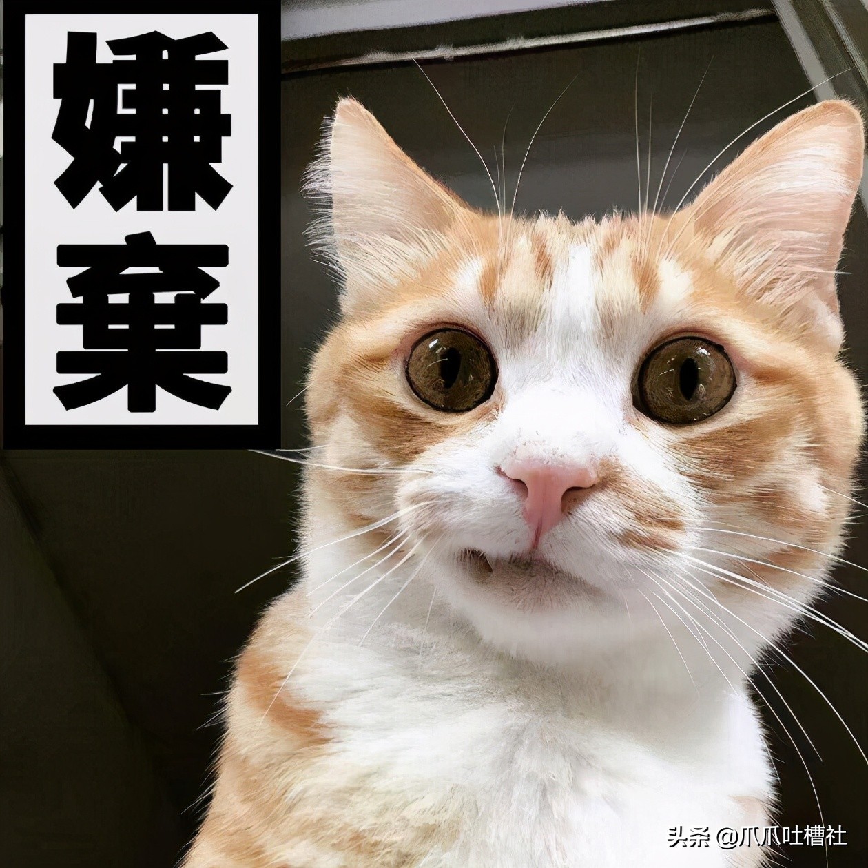 猫咪得了糖尿病,怎么办?给它喝点“糖盐水”