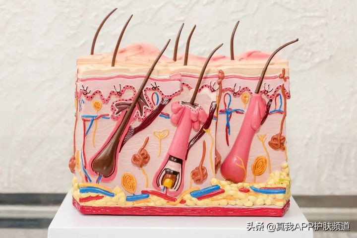 毛孔粗大黑头多简单四步轻松搞定,毛孔粗大有黑头适合用什么洗面奶