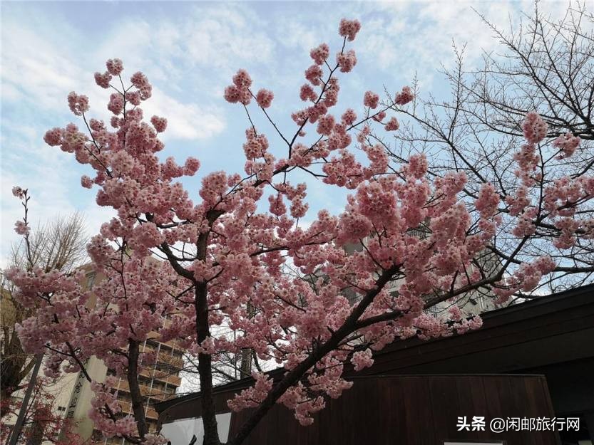 海洋量子号邮轮游记,海洋量子号邮轮冲绳旅游
