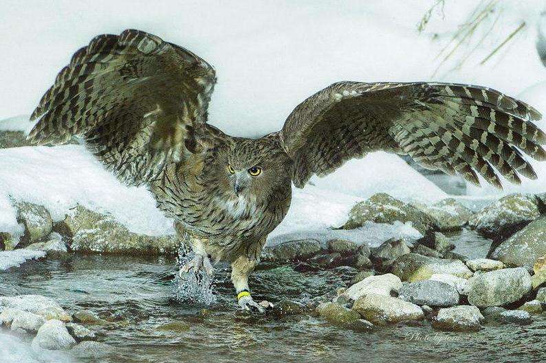 射雕郭靖三大比试,神雕侠侣三部曲