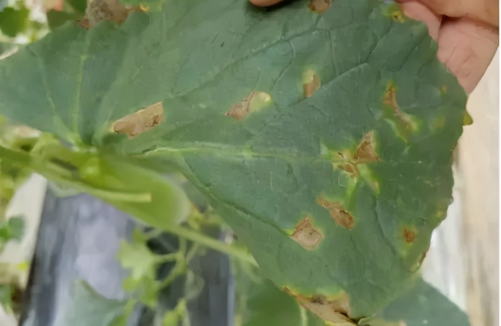 甜瓜细菌性角斑病和霜霉病分辨,甜瓜花叶斑病怎么防治