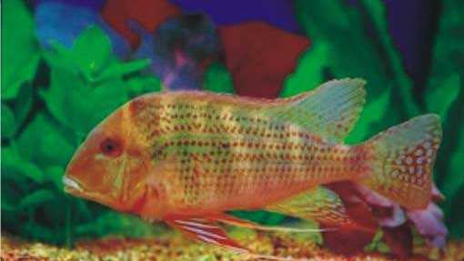 慈鲷品种,慈鲷类型