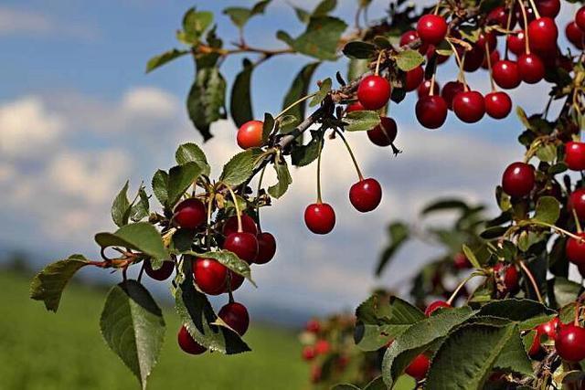 关于樱桃冻害的处理方法,大棚樱桃花期冻害后如何补救