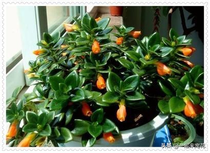 金鱼吊兰落叶头枯萎如何挽救,金鱼吊兰根系深不深怎么看